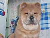 Chow-chow smooth cinnamon puppy girl Love Story Dushes Velvet. Click to maximize