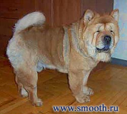 smooth chow-chow URSIK S MILLIONNOGO MOSTA