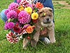smooth chow-chow puppy