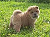 smooth chow-chow puppy