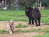 smooth chow-chow puppy