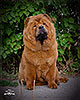 chow-chow smooth puppy