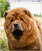 chow-chow smooth puppy