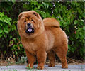 chow-chow smooth puppy