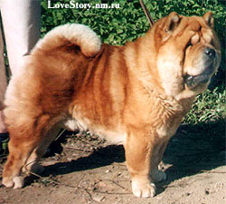 SMOOTH CHOW-CHOW VELVET CHINAROSE FORTUNATO