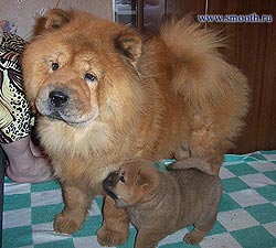 Chow-chow Irmhof Lir Zhizel