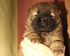 chow chow puppie