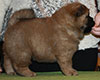 chow chow puppie