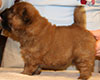 chow chow puppie