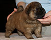 chow chow puppie