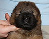 chow chow puppie