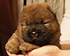 chow chow puppie