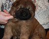 chow chow puppie