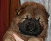 chow chow puppie