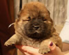 chow chow puppie