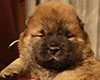 chow chow puppie