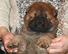 chow chow puppie