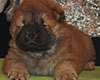 chow chow puppie