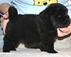 chow chow puppie