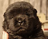 chow chow puppie