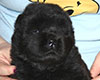 chow chow puppie