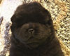 chow chow puppie