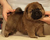 chow chow puppie