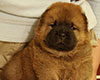 chow chow puppie