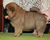 chow chow puppie
