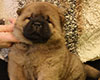 chow chow puppie