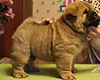 chow chow puppie