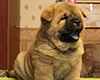 chow chow puppie