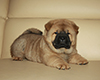 chow chow puppie