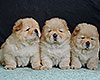 cream chow-chow puppies