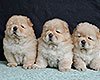 cream chow-chow puppies