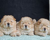 cream chow-chow puppies