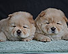 cream chow-chow puppies