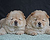 cream chow-chow puppies