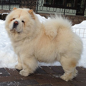 chow-chow Lav Stori Odelita