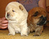 chow-chow puppies