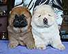 chow-chow puppies