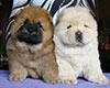 chow-chow puppies