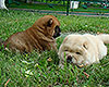 chow-chow puppies