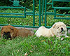 chow-chow puppies