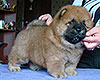 chow-chow puppy