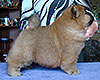 chow-chow puppy