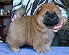 chow-chow puppy