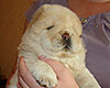 chow-chow puppy