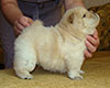 chow-chow puppy