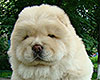 chow-chow puppy